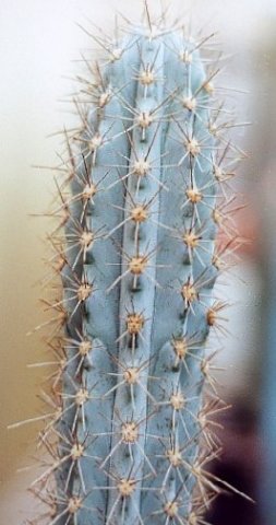 Stenocereus
